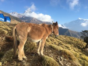 A graceful horse beneath the majestic Himalayas.
