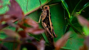 Macro shot of a large brown grasshopper with a distinctive yellow stripe along its back clinging to a vibrant green leaf, partially framed by blurred reddish-brown foliage in the foreground.