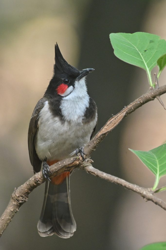 A Red-whiskered bulbul bird perches on a slender branch, showcasing a unique appearance. It has a prominent crest that stands upright, adding to its character. The head is predominantly black, complemented by striking red patches on the cheeks.