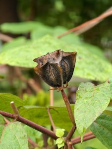 Dark brown dried roselle seed capsule showing the mature stage of the fruit after flowering, with textured surfaces and surrounding foliage.
