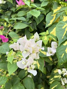 Pale pink bougainvillea flowers with vibrant green leaves, some with yellow variegation.