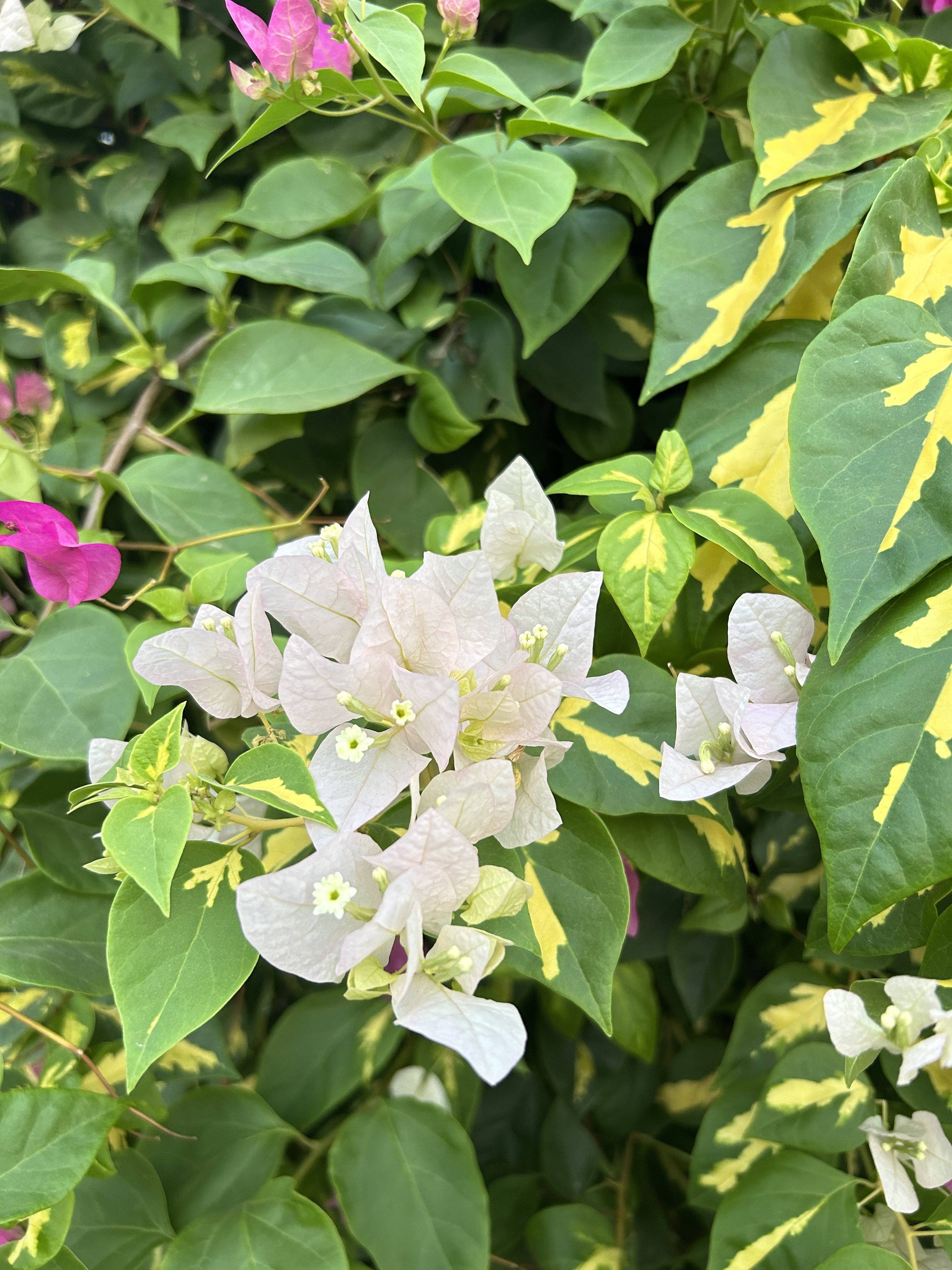 Pale pink bougainvillea flowers with vibrant green leaves, some with yellow variegation.