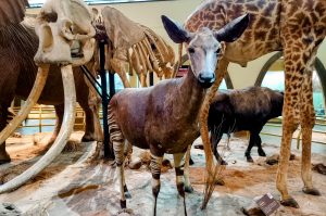 A taxidermy specimen of an okapi featuring characteristic striped legs and a dark brown body, displayed among other wildlife exhibits.