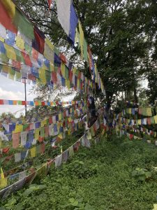 Dozens of colorful Tibetan prayer flags layered in multiple rows stretching across lush green trees and vegetation. 