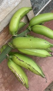 Freshly cut bunch of unripe green bananas with natural peel markings.