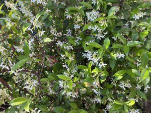 Dense green foliage with clusters of small, Star Jasmine white flowera sunlight highlights the leaves,
