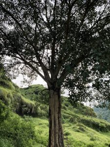 A large spreading tree standing on a lush green hillside with stone steps visible beneath it against an overcast sky. 