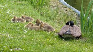 A goose rests in the grass beside a pond while several fluffy goslings gather nearby among daisies and tall green plants.