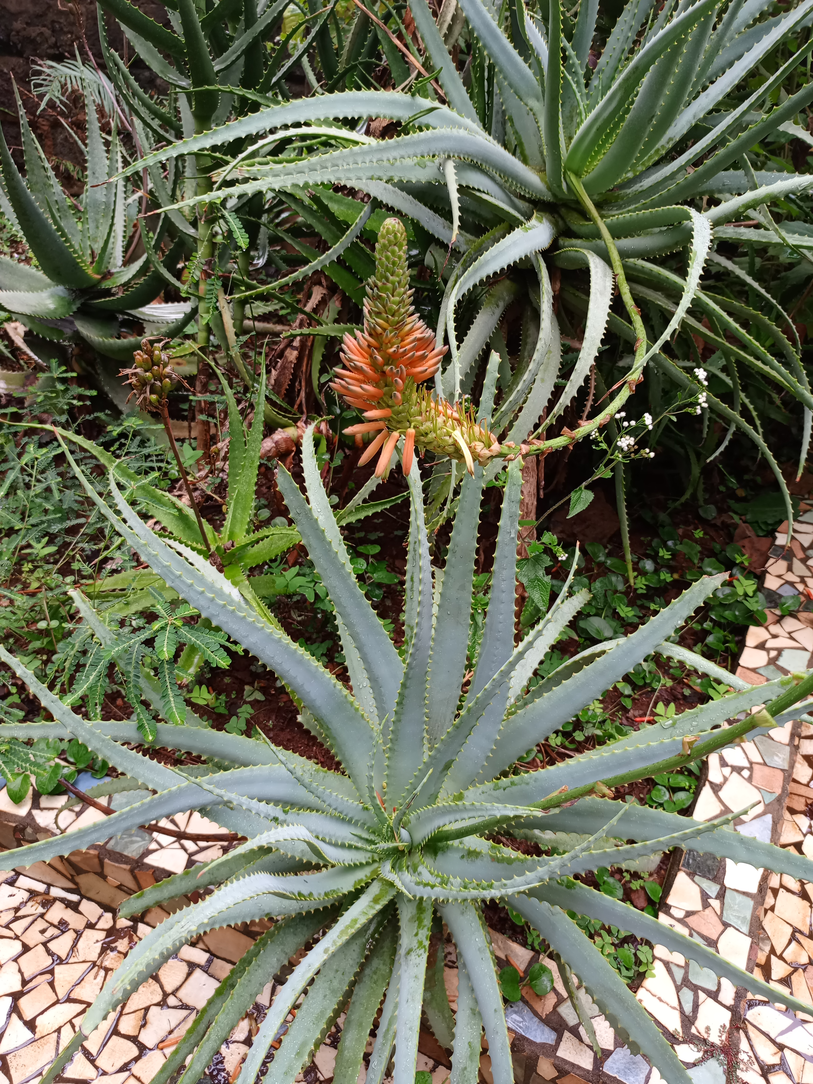An aloe plant featuring long, spiky green leaves and a central stalk topped with blooming tubular orange flowers.