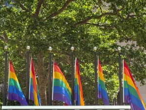 A row of the tops of rainbow Pride flags at the bottom of a photo with a tree in full green leaf behind them.
