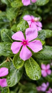 Close-up of a pink Madagascar periwinkle (Catharanthus roseus) flower with fresh rain droplets, blooming among glossy green leaves after rainfall.
