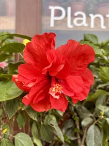 A vibrant double-petaled red hibiscus flower in full bloom with yellow stamens, at a plant nursery in