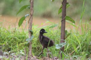 A fluffy, dark grey juvenile White-breasted Waterhen chick stands in a grassy area, partially obscured by a weathered tree trunk and some lush green leaves. The chick has a small, pointed beak. The background is a blurred expanse of grass and and distant, muted vegetation. 
