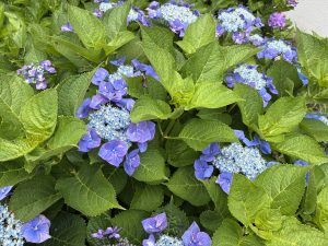 A close-up shot of vibrant lacecap hydrangea bushes, featuring clusters of tiny light blue flowers surrounded by rings of larger purple petals, all nestled among lush, bright green leaves.