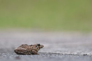 A small common toad sits on a grey stone surface against a blurred green background at a wetland park. The toad is brown and mottled with darker markings.