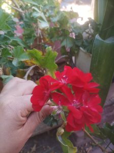 A hand gently holds a vivid red geranium cluster amidst lush green leaves. T
