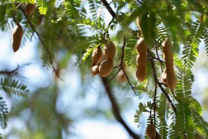 Tamarind pods hang from tree branches surrounded by small green leaves. Sunlight filters through the foliage, with a soft blue sky and blurred greenery in the background.