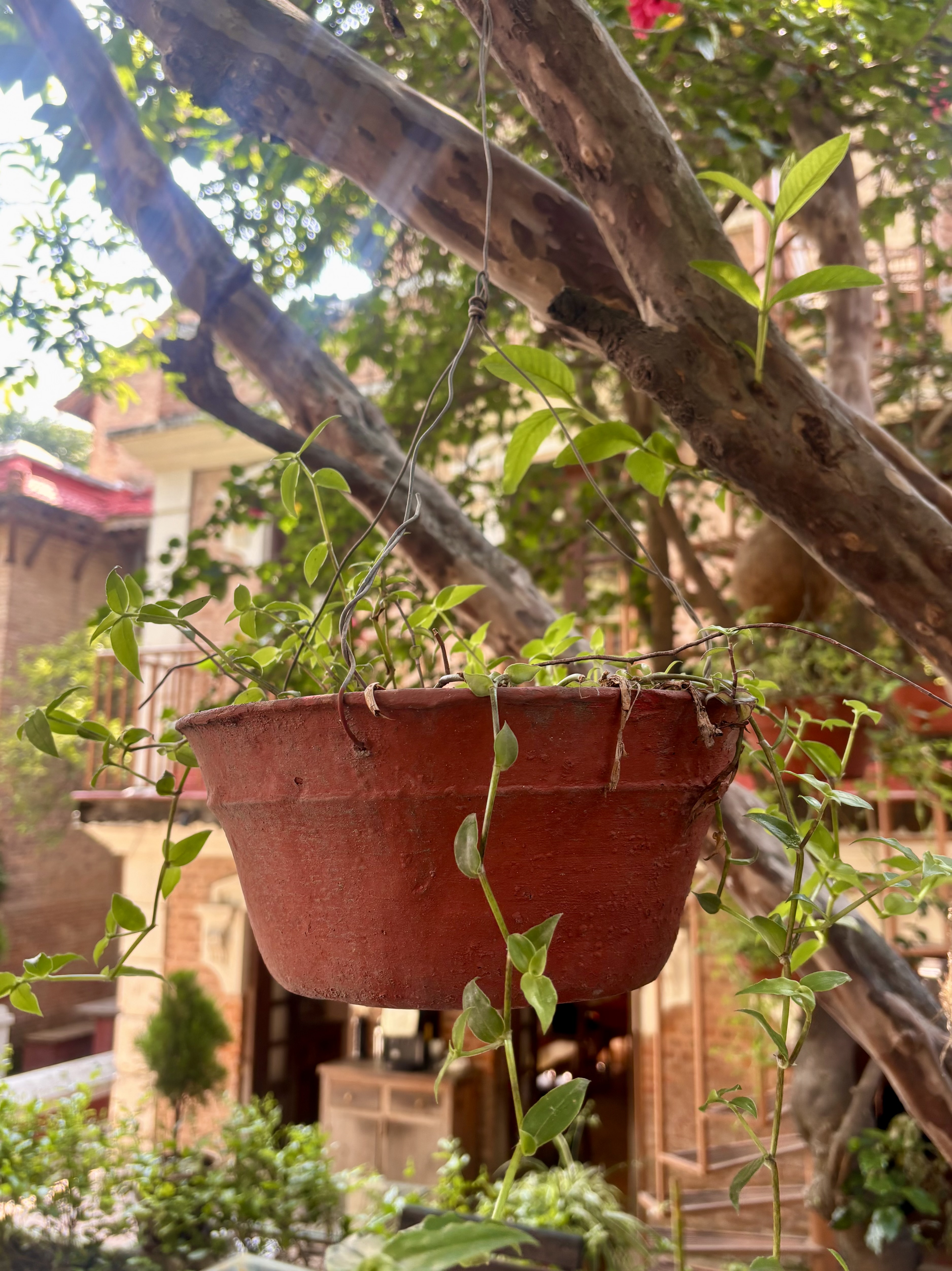 A rustic terracotta hanging pot with trailing green vine tendrils suspended from a gnarled tree branch in a sunlit courtyard surrounded by lush foliage and old brick buildings.