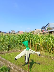 A makeshift scarecrow dressed in a light-coloured shirt with black sleeves and a green plastic bag for a head, standing in a lush green rice paddy seedling nursery with tall maize crops behind it and residential buildings under a clear blue sky, Nepal.