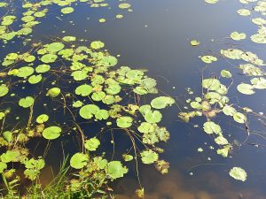 A dense carpet of bright green lily pads floating on the dark still water of a Nepali wetland lake. 