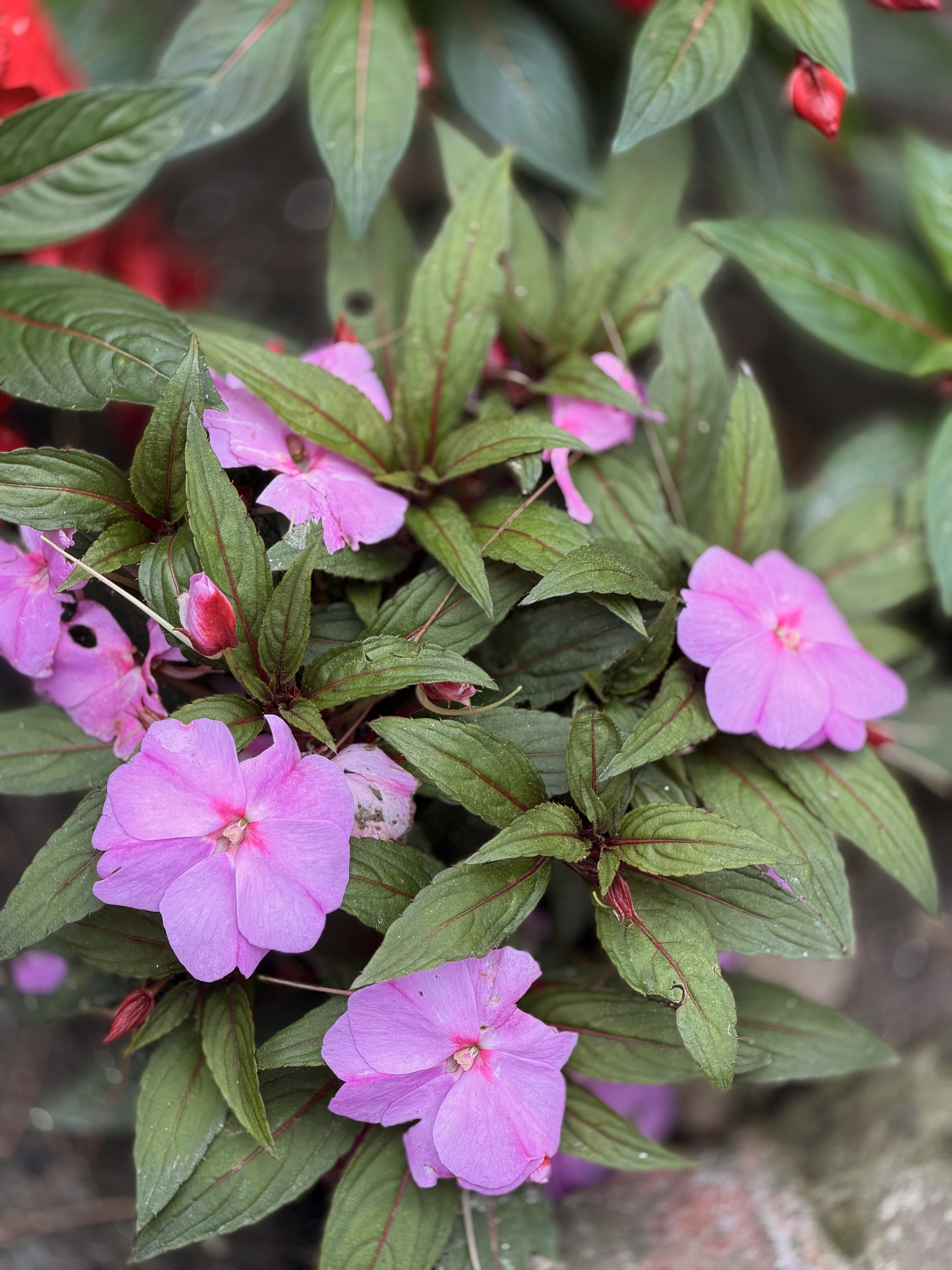 Vibrant pink impatiens flowers surrounded by lush green leaves.