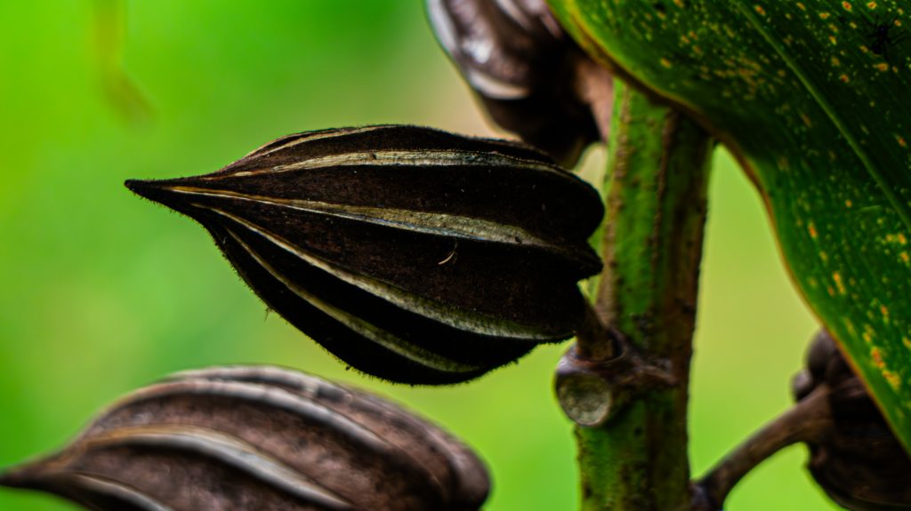 Macro shot of dark brown, ridged seed pods growing from a green plant stem, positioned next to a broad green leaf against a blurred green background.