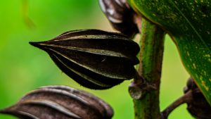 Macro shot of dark brown, ridged seed pods growing from a green plant stem, positioned next to a broad green leaf against a blurred green background.