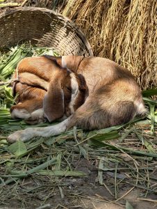 Goat resting peacefully on fresh green fodder after feeding.