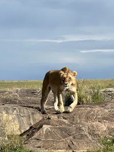 Lioness on rocky terrain under a vast sky with scattered clouds, walking forward in a grassy savannah.