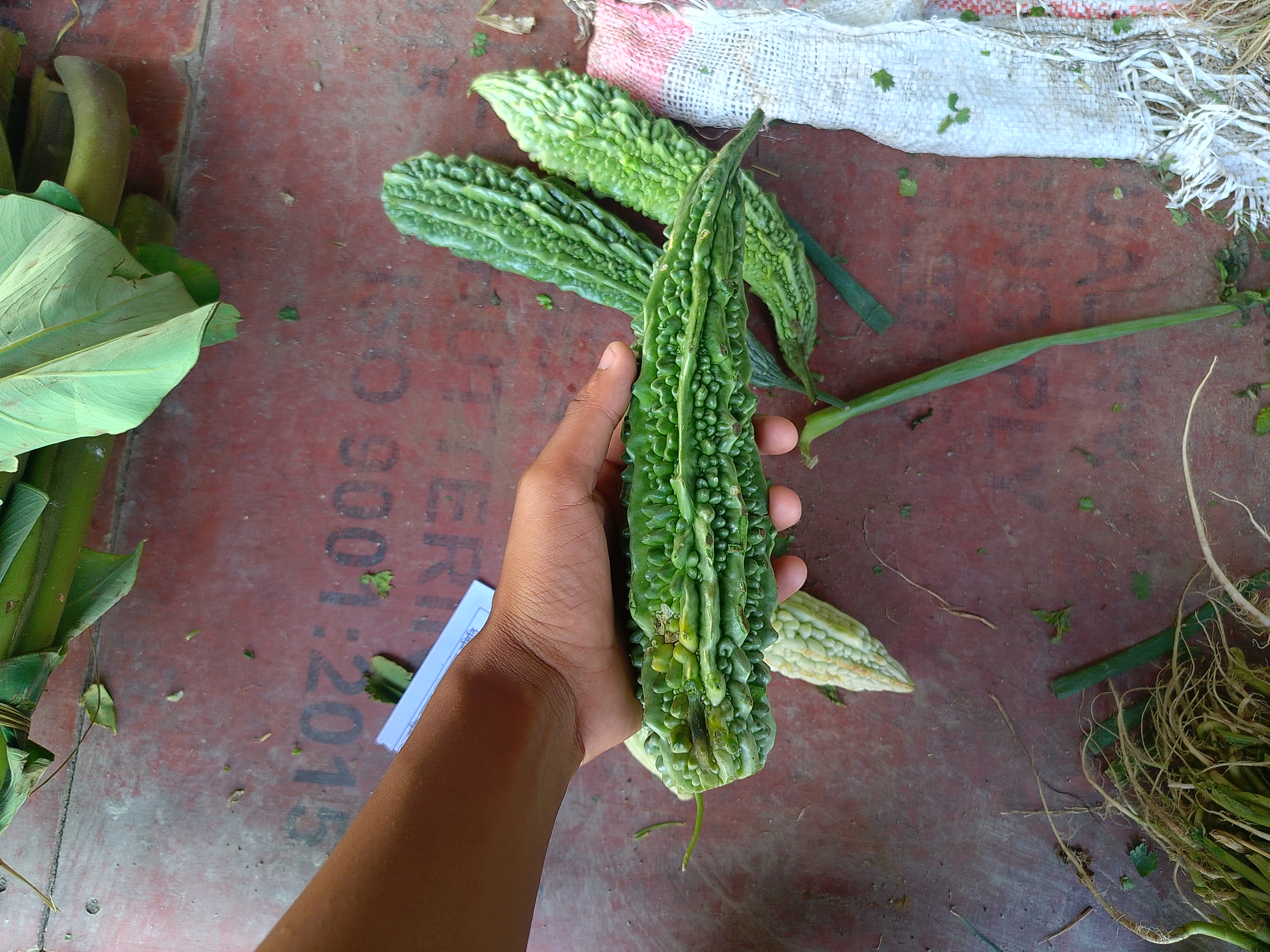 Hand holding a large, green, bumpy bitter gourd on a rustic surface.