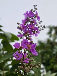 A cluster of vibrant purple flowers blooms against a soft, cloudy sky. The delicate petals and unopened buds create a pleasing composition that highlights the beauty of tropical flowering trees. Captured in Kozhikode, Kerala.