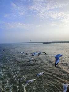 A flock of seagulls flies over choppy ocean waves, their white bodies and grey wings with dark tips caught mid-flight. On the right, a long pier stretches into the distance, while above them a pale blue sky is scattered with soft, hazy clouds.
