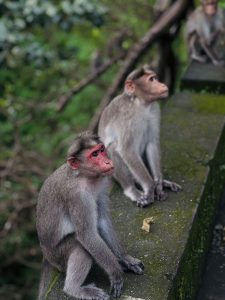 Two monkeys are sitting side by side on a stone ledge. The first monkey, on the left, has a distinctive red face and is sitting in a relaxed position with its legs drawn up. The second monkey, to the right, is looking sideways and appears more alert, with a neutral expression. 
