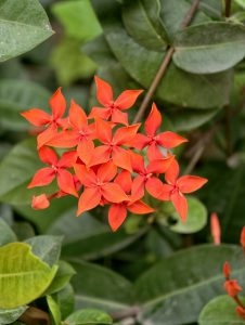 Cluster of vibrant red ixora flowers blooming among lush green leaves