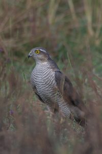 Eurasian sparrowhawk bird stands tall amidst tall grasses and plants. Its feathers are a mix of gray and brown, with a striking pattern of dark stripes across its chest. The hawk’s head is slightly turned, showcasing a sharp, curved beak and distinct bright yellow eyes that appear alert and focused. 
