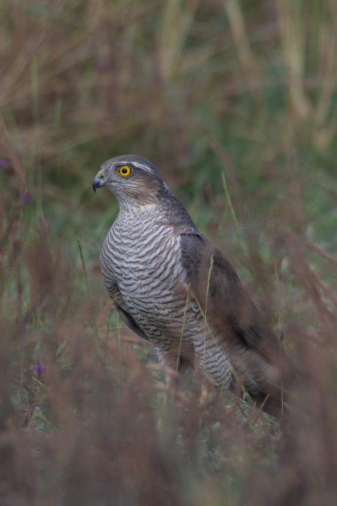 Eurasian sparrowhawk bird stands tall amidst tall grasses and plants. Its feathers are a mix of gray and brown, with a striking pattern of dark stripes across its chest. The hawk’s head is slightly turned, showcasing a sharp, curved beak and distinct bright yellow eyes that appear alert and focused.