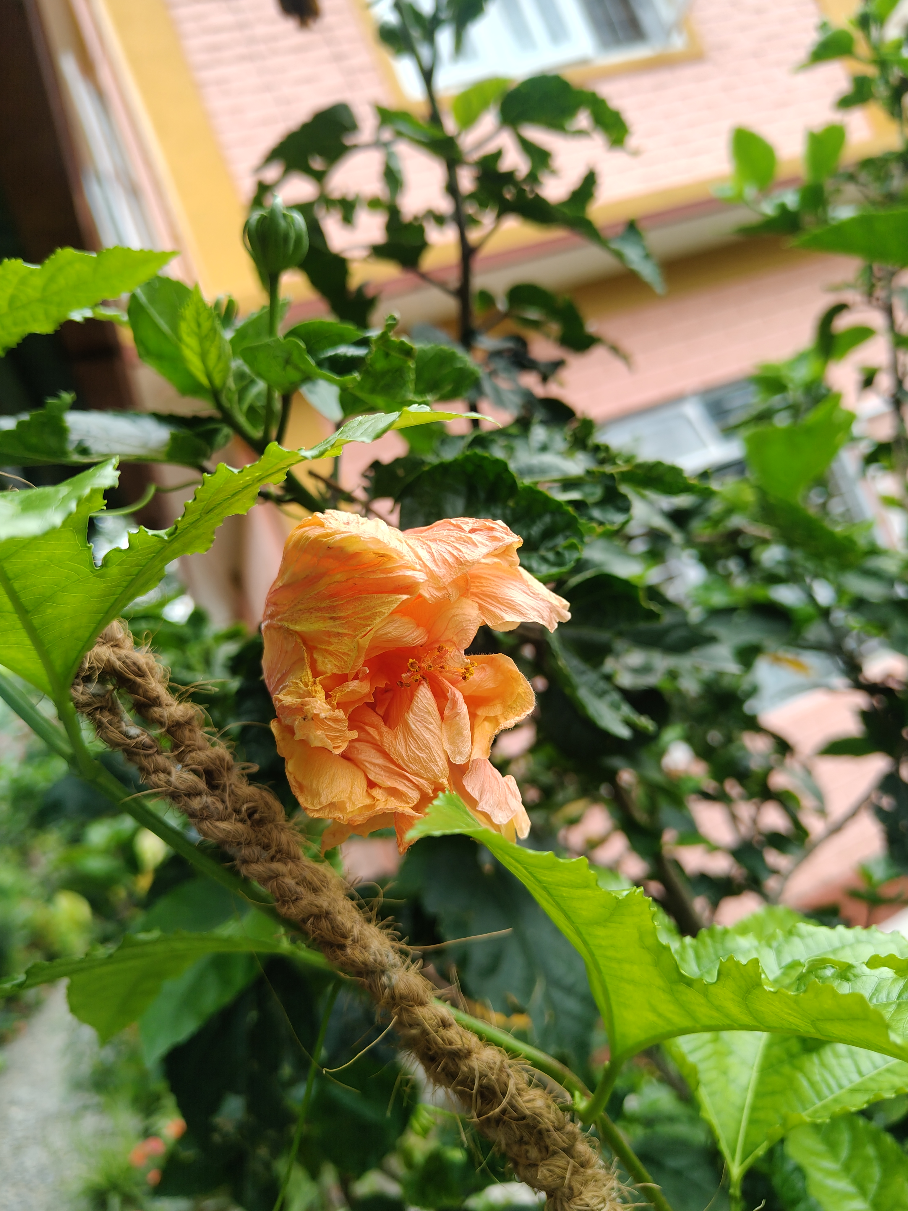 A ruffled peach hibiscus flower blooming on a vine tied with jute rope in front of a colorful building.