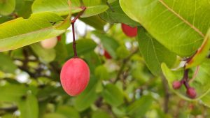 Close-up of bright red oval fruits hanging from green branches, with a professional depth-of-field effect. Vibrant colors and botanical focus ideal
for farming and nature content.
