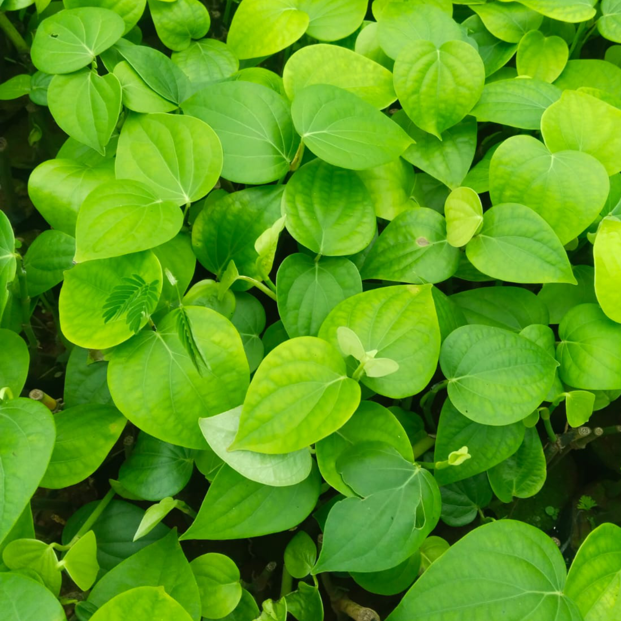 Dense cluster of vibrant green heart-shaped leaves with glossy textures, visible veins, and small buds indicating new growth.