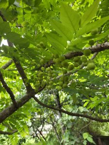 Small green fruits hang in clusters from brown branches amidst green leaves.