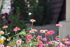 A white butterfly hovers over vibrant pink and orange flowers in a sunlit garden, with a blurred green and purple foliage backdrop, creating a serene scene.