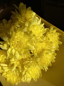 Bouquet of bright yellow chrysanthemums illuminated by warm sunlight

