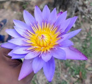 A vibrant purple water lily with a bright yellow center is held in a hand. Tiny water droplets cling to the petals.  
