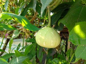 Round bottle gourd hanging from a vine amid dense green foliage.