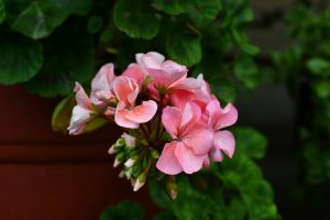 A cluster of delicate pink flowers with soft petals, some fully open and others in bud form, gracefully sprouting from green stems. 