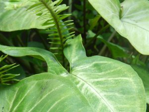 A group of green leaves blending different shades and shapes, creating an almost abstract composition.