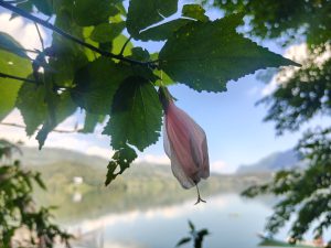 Delicate pink hibiscus bud hanging over a misty lakeside with mountain backdrop 