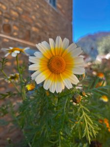 Close-up of a daisy with vibrant white petals and a yellow center, surrounded by lush green leaves