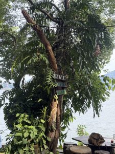 A tree with lush green leaves and a sign saying "Live, Love, Kayak" is near a serene waterfront. 