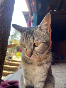 Unbothered tabby cat with piercing golden eyes lounging in warm sunlight outside a rustic mountain teahouse doorway 
